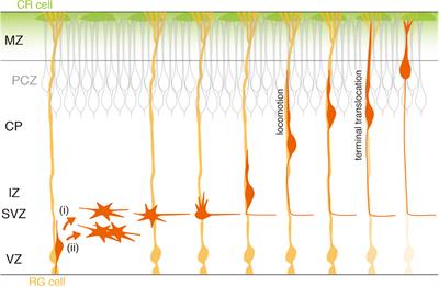 How Do Cortical Excitatory Neurons Terminate Their Migration at the Right Place? Critical Roles of Environmental Elements